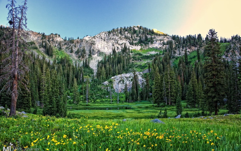 flowering plant, mountain, 1080P, growth, scenics - nature, land, tranquil scene, tree, plant, tranquility, green color, landscape, sky, pine woodland