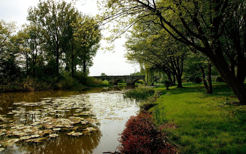 water, grass, forest, tree, growth, tranquil scene, plant, floating on water, day, beautiful nature hd  for desktop  download 1920x1200, nature, tranquility