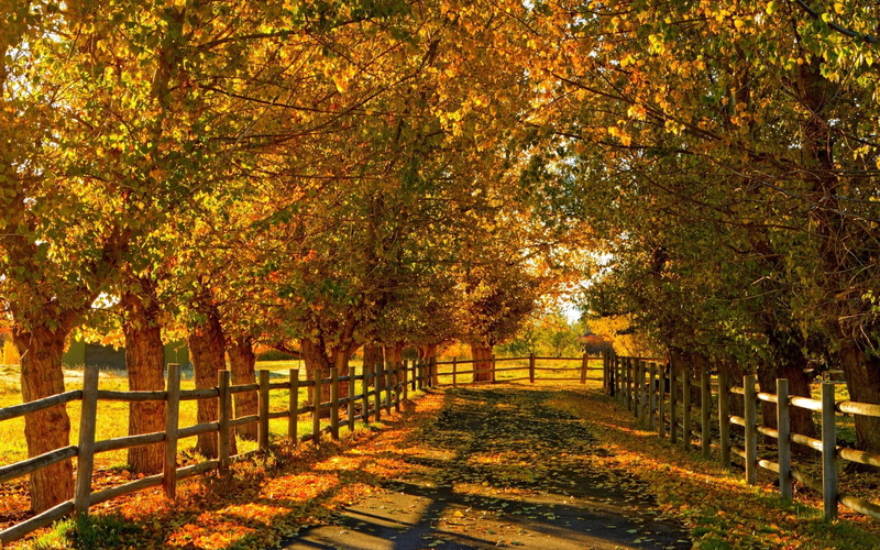 treelined, no people, beautiful nature  desktop  1920x1200, outdoors, change, plant part, the way forward, growth, tranquil scene, beauty in nature, day