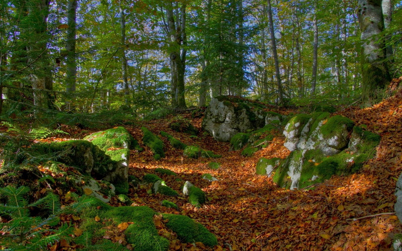 1080P, green color, water, woodland, beauty in nature, growth, outdoors, beautiful nature  desktop  1920x1200, forest, tranquil scene, no people, rainforest