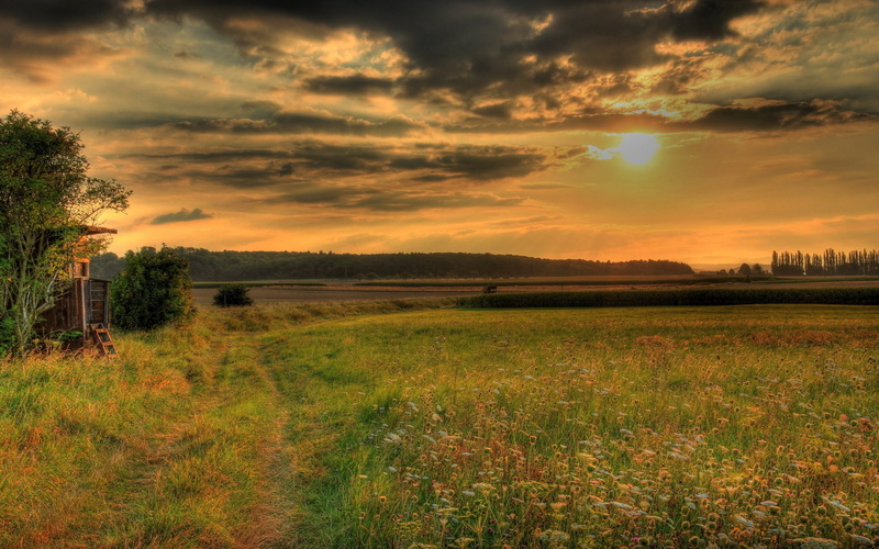 tranquility, environment, outdoors, nature, plant, field, sunset, beautiful nature  for desktop 1920x1200, beauty in nature, 1080P, orange color, grass