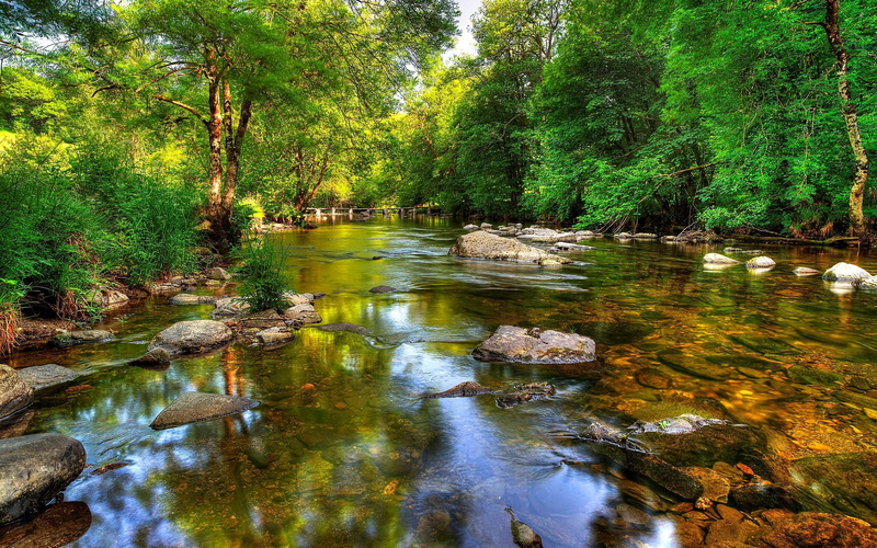 rock - object, green color, nature, solid, day, land, scenics - nature, rock, forest, plant, tranquil scene, lake, tree, beauty in nature, flowing water