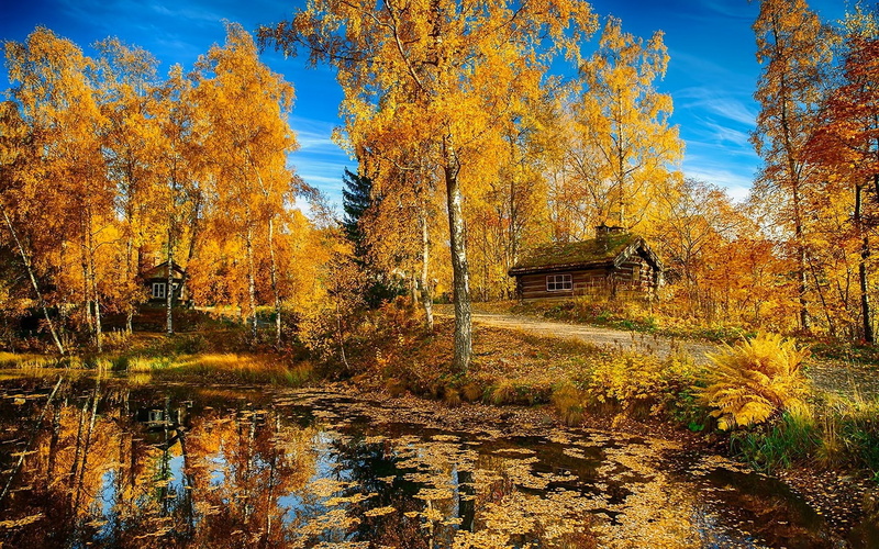 change, orange color, autumn, outdoors, growth, day, 1080P, photo nature beauty image 1920x1200, water, beauty in nature, autumn collection, waterfront