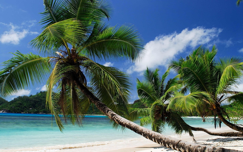turquoise colored, nature, sand, travel destinations, 1080P, scenics - nature, land, beach, tropical tree, beautiful nature scenes images 1920x1200, tranquil scene