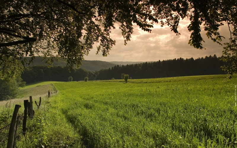 field, scenics - nature, herbivorous, environment, landscape, tranquility, tranquil scene, domestic animals, livestock, sky, green color, outdoors, nature