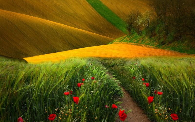 1080P, photo nature beauty images 1920x1200
