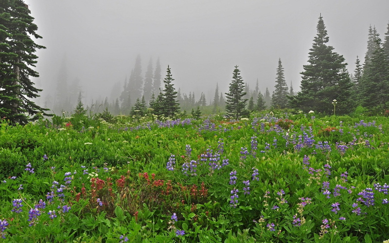 1080P, photo nature beauty images 1920x1200