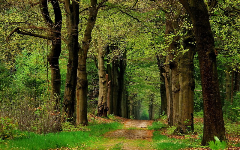 tree trunk, beauty in nature, lush foliage, tranquil scene, 1080P, tranquility, green color, nature, outdoors, growth, plant, woodland, foliage, land
