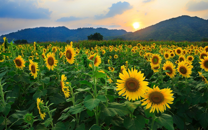 outdoors, sky, yellow, field, springtime, cloud - sky, flowerbed, flower head, petal, flowering plant, landscape, scenics - nature, growth, vulnerability
