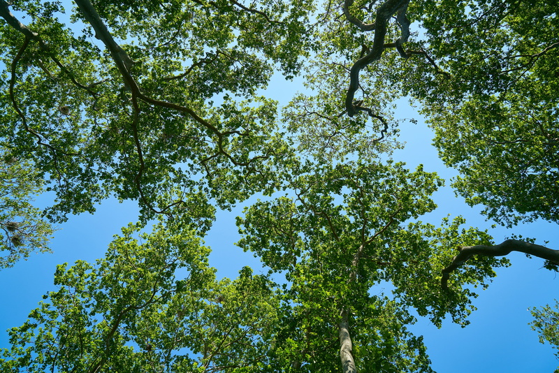 park, flora, tree canopy, sunlight, trees, scenics - nature, light, sunny, tranquility, low angle shot, green field, wood, green color, tree, plant, day