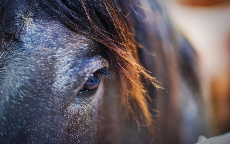 1080P, brown, horse, detail, nature, animals, animal
