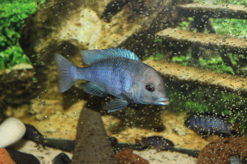 water, vertebrate, tank, fish, chiclet fish, nature, animal, sea, glass - material, one animal, animal wildlife, animal themes, swimming, no people, 5K