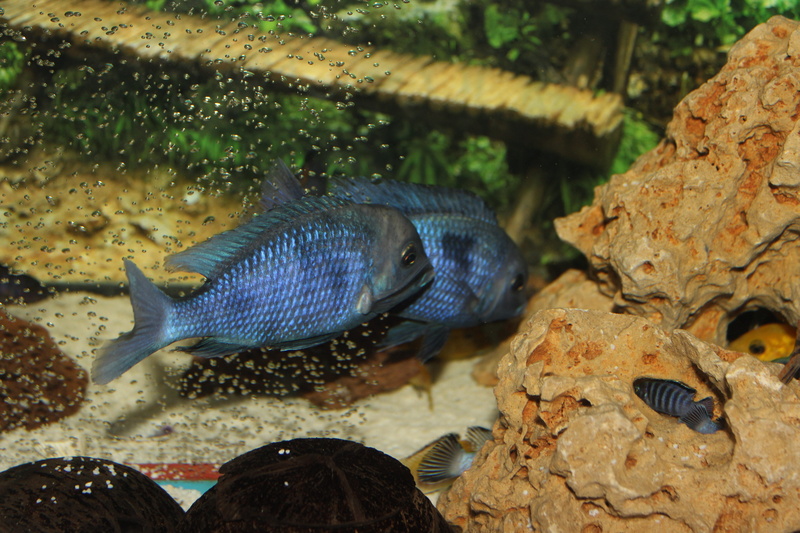 animal, swimming, underwater, nature, transparent, animals in the wild, water, vertebrate, group of animals, 5K, fish, oxygen bubble, aquarium, animal themes