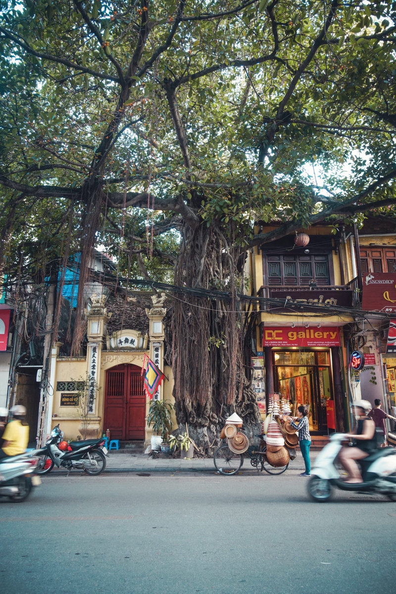 mode of transportation, transportation, tree, view, street, near, outdoors, shops, built structure, building exterior, city, building, day, balete, architecture