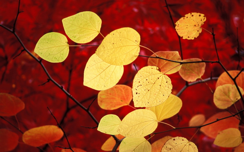 nature, selective focus, leaves, beauty in nature, outdoors, orange color, windows 7, natural condition, orange, change, focus on foreground, fall, plant