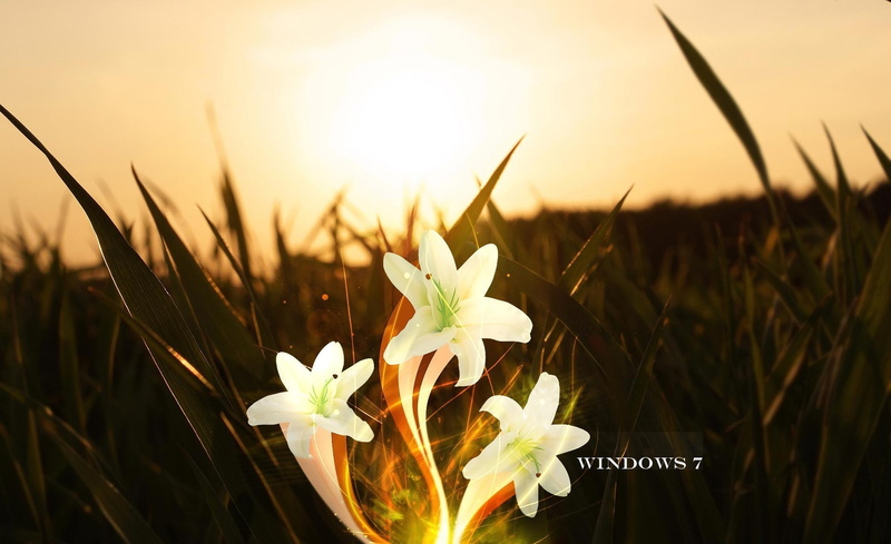 sunset, windows 7, white color, vulnerability, 1080P, Lily, petaled, Windows, magic lily, Windows Seven, fragility, outdoors, grass, white, flower, field