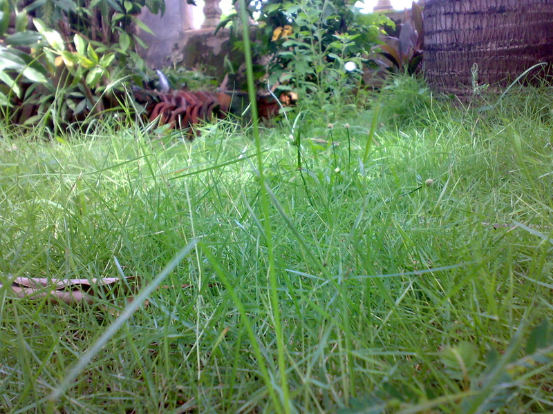 green, grass, place, 3d and abstract, nature, 1080P, wild