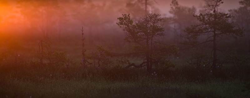 Night, scenics - nature, woodland, National, environment, trees, Swamp, smog, Nature, tranquil scene, plant, tree, place, forest, no people, animals in the wild