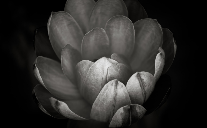 know, growth, flower head, Shaws Garden, close-up, night, united states, photography, nature, indoors, water lilies, black background, inflorescence, Nymphaeaceae