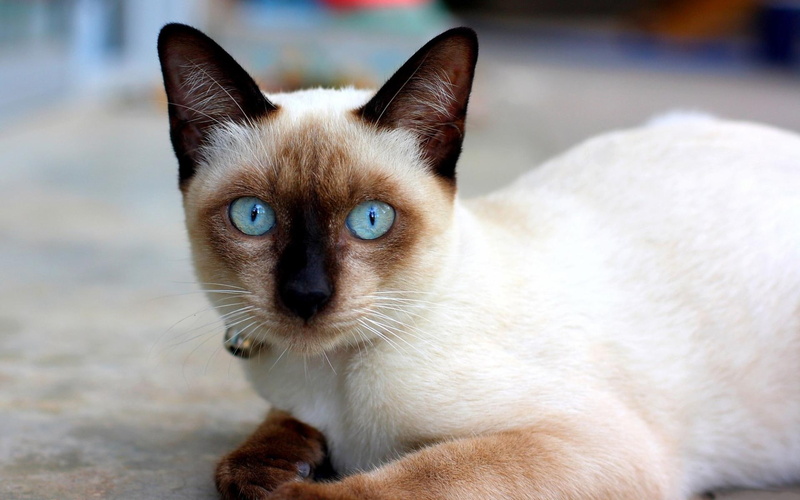 1080P, gatito, celestes, lindo, animals, ojos