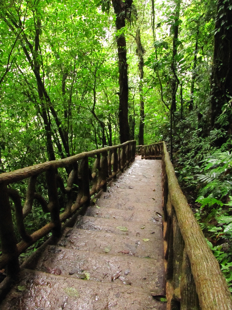 green color, costa rica, 4K, outdoors, vegetation, tranquil scene, green, wood - material, tranquility, nature, growth, trees, woodland, footpath, railing
