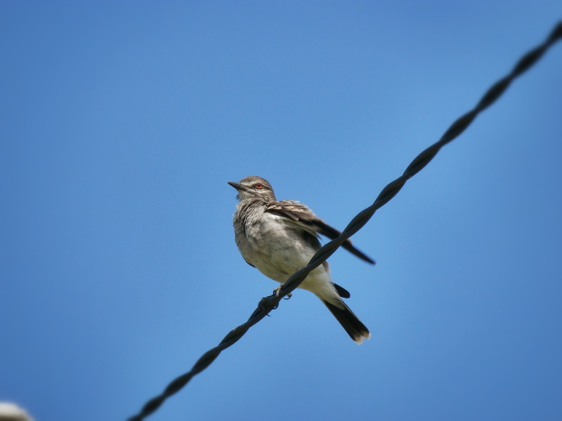 blue, animal, bird, centered, copy space, low angle view, animal wildlife, animals in the wild, nature, landed, day, one animal, cable, tree, ave, celeste