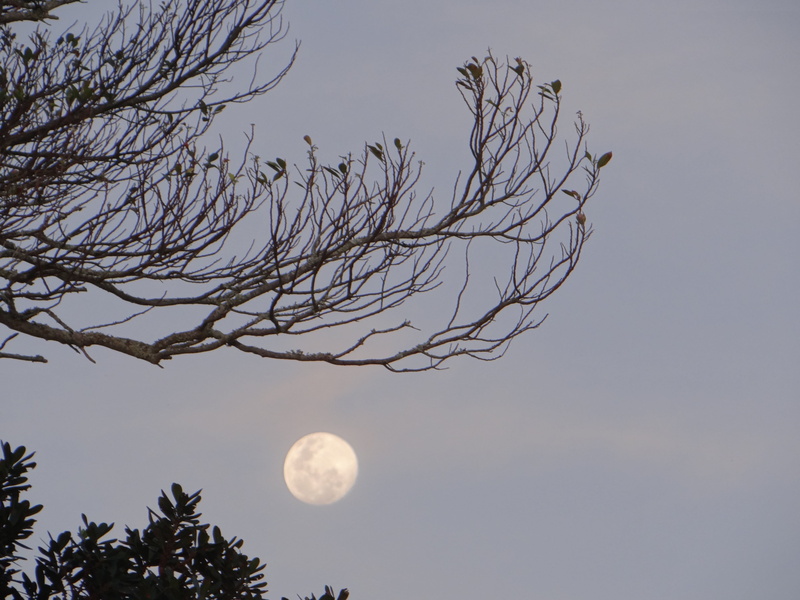 plant, bare tree, 4K, full moon, planetary moon, tree, branch, dusk, astronomy, brightness, scenics - nature, outdoors, celeste, daytime moon, beauty in nature