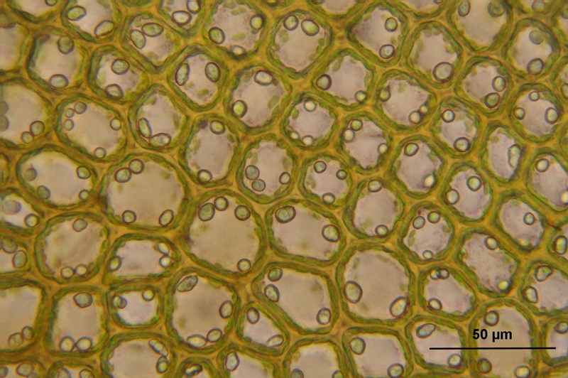 circle, textile, yellow, science, ornate, 1080P, green color, botany, abstract backgrounds, flooring, close-up, indoors, biology, view, luxury, macro