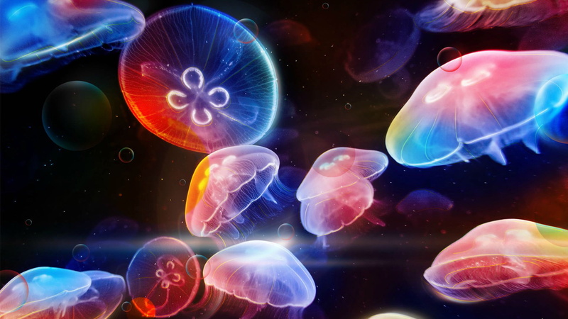 night, water, microbiology, animals in the wild, no people, sea, color, floating on water, dark, animal themes, light, marine, dynamic, underwater, modern