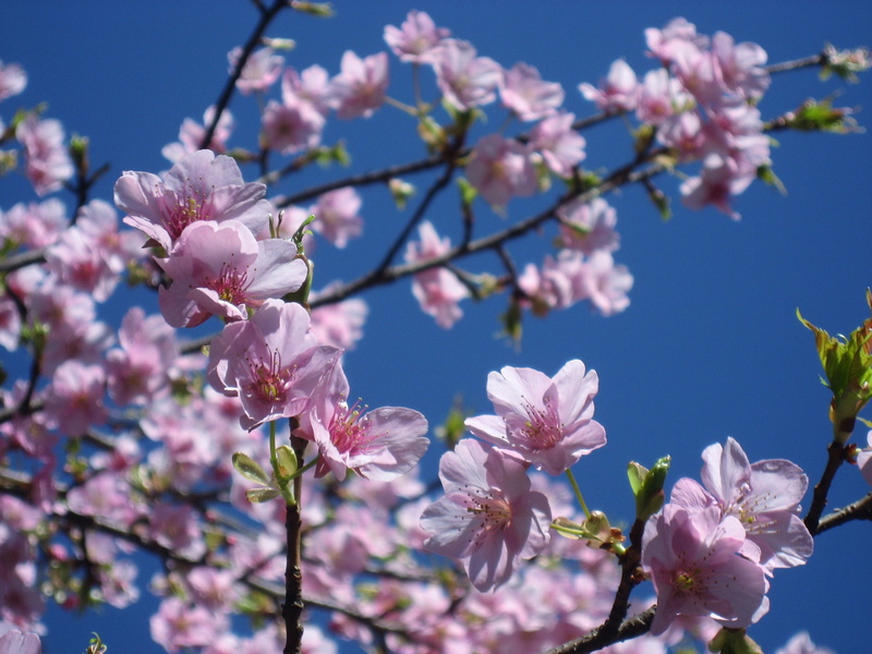 spring, flower, takanawa, outdoors, blue, cherry Blossom, fragility, nature, vulnerability, freshness, Branch, flowering plant, tokyo, cherry tree, japan
