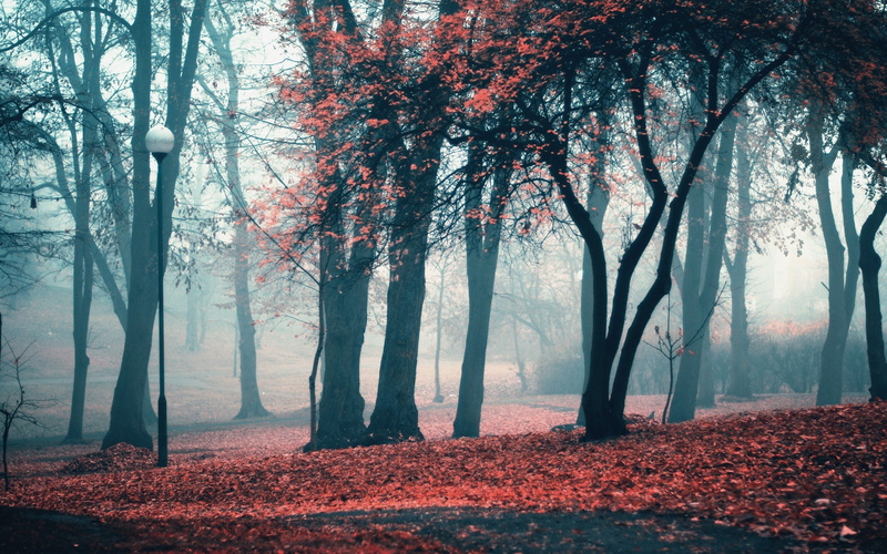 trees, forest, mist, 2K, lamp