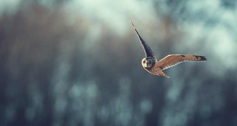 1080P, owl, flight, bokeh