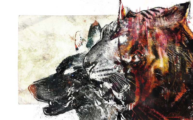 wolf, tiger, 2K, animals