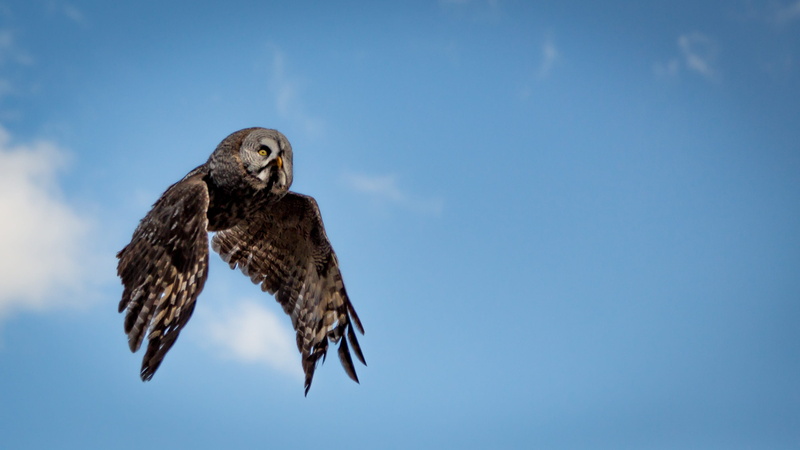 oiseau, photography, wing, blue sky, spread wings, clear sky, owl, bird of prey, flight, 2K, gray, falcon - bird, animal themes, copy space, brown, angle