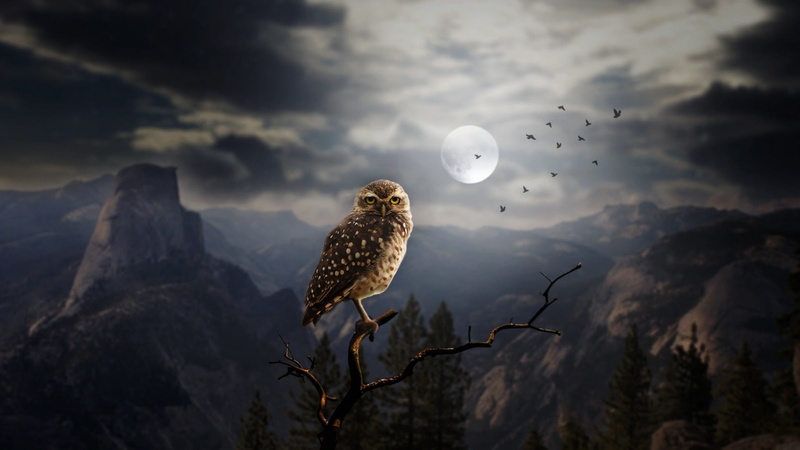 moonlight, vertebrate, bird of prey, flying, one animal, animal themes, tree, darkness, rock, sky, cloud, animal wildlife, no people, full moon, fantasy art