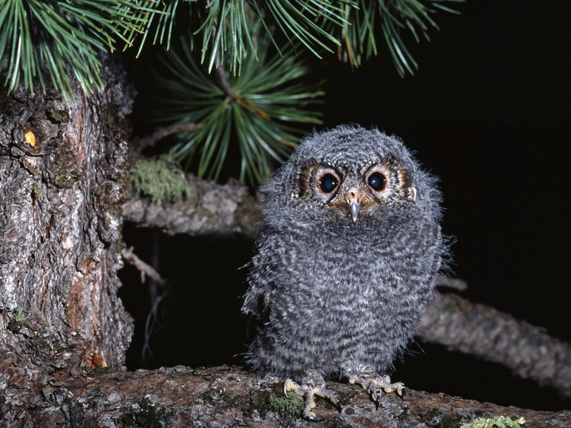 animals In The Wild, 4K, small, looking at camera, day, portrait, branch, animal themes, cute, tree, wildlife, predator, nature, young animal, young bird