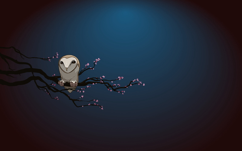 branch, night, owl, 2K