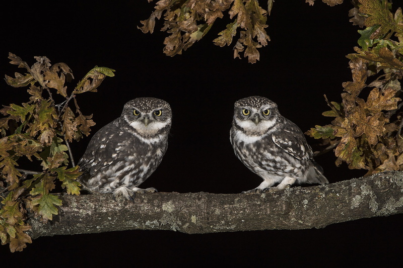night, owl, branch, pair, 1080P