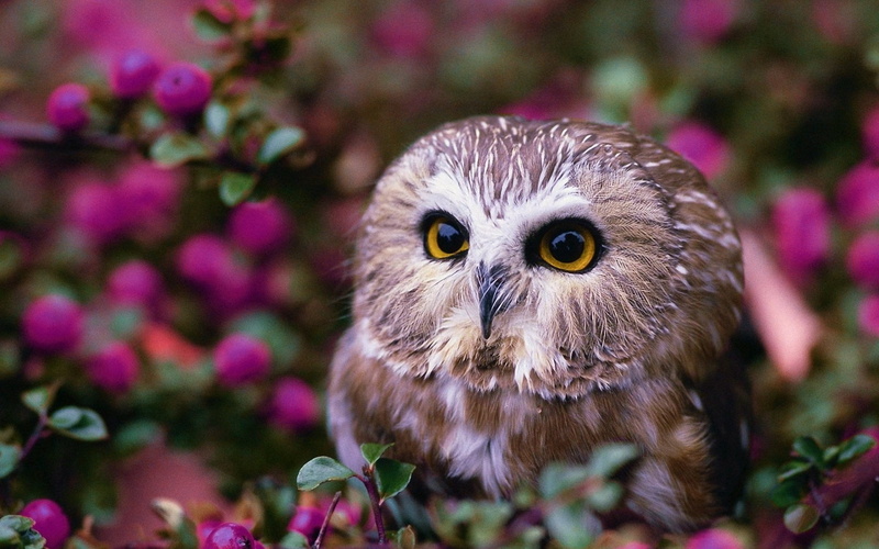 carnivore, looking at camera, no people, forest, vertebrate, plant, bird, animal head, staring, flowers, animals Hunting, animal themes, beak, human Face