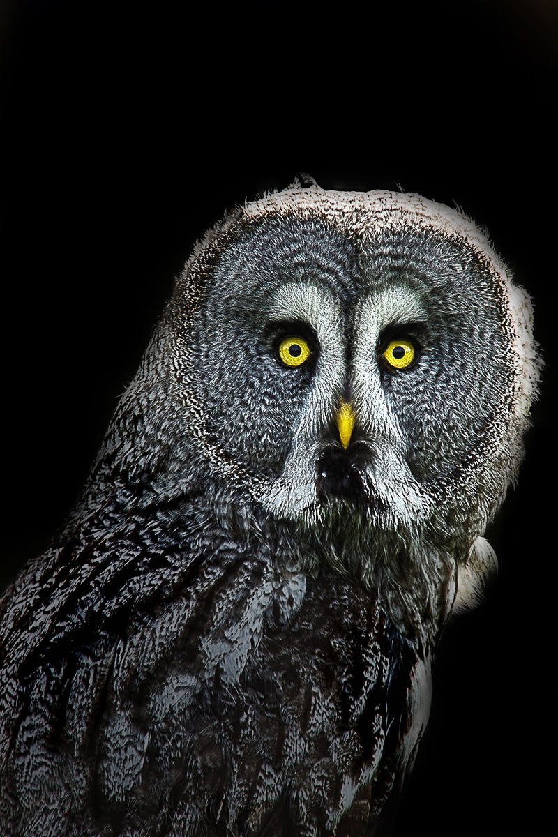 portrait, bird, one animal, animal head, indoors, yellow eyes, animals in the wild, looking at camera, animal body part, black background, no people, animal wildlife