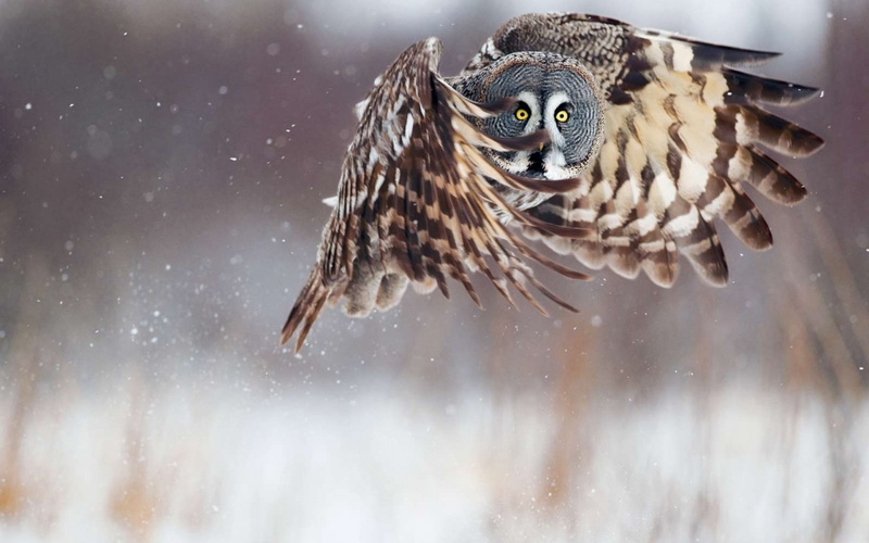 no People, spread wings, one animal, 1080P, bird, beak, close-up, focus on foreground, animal wildlife, forest, brown, animal, animal body part, animal themes