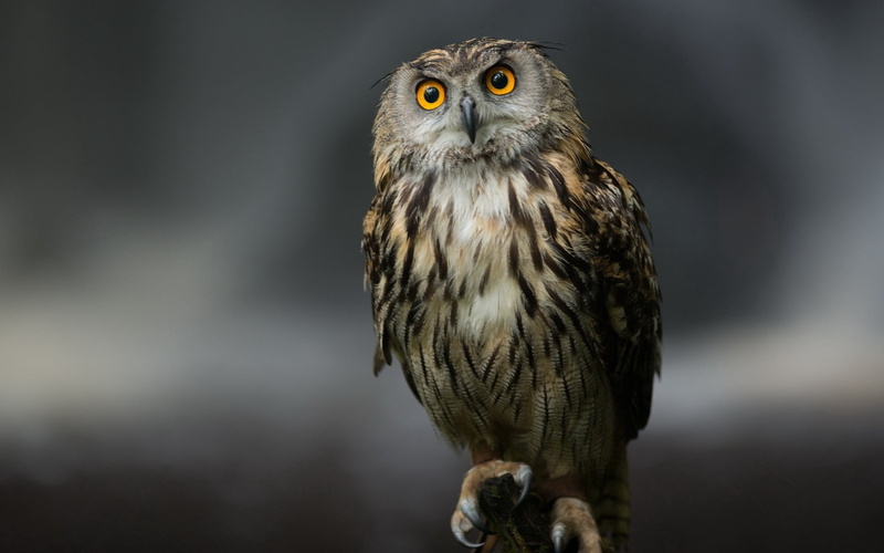 nature, animals In The Wild, bird, bird Watching, eagle - Bird, forest, front view, portrait, predator, watching, yellow eyes, one Animal, outdoors, falcon - bird