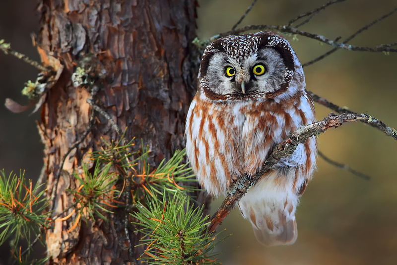 perching, focus on foreground, branches, vertebrate, feather, plant, needles, animal Eye, animals In The Wild, animal wildlife, animal themes, bird, looking at camera