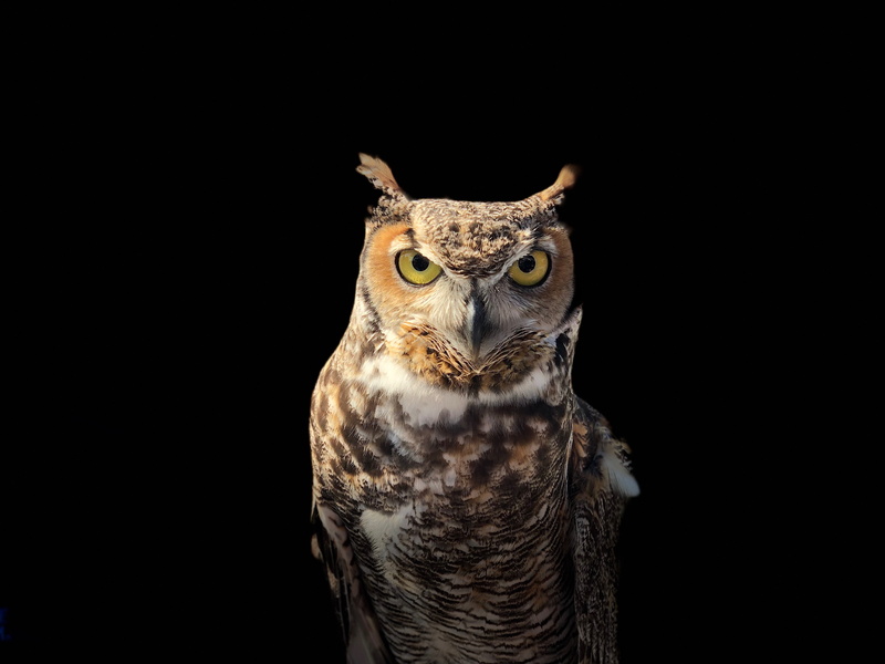dark, animal Head, carnivore, animals In The Wild, horned, backgrounds, outdoor, close-up, place, wisdom, closeup, wise, looking, wildlife, stare, black Background