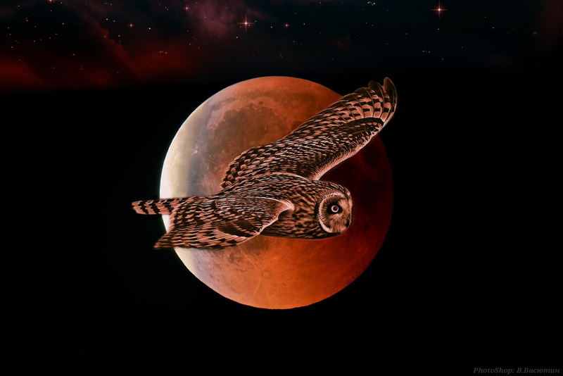 night, flight, owl, the moon, 1080P