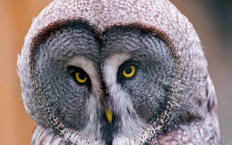looking at camera, head, close-up, animals Hunting, looking, front view, animal, no people, 720P, brown, yellow eyes, animal themes, nature, owl, beak
