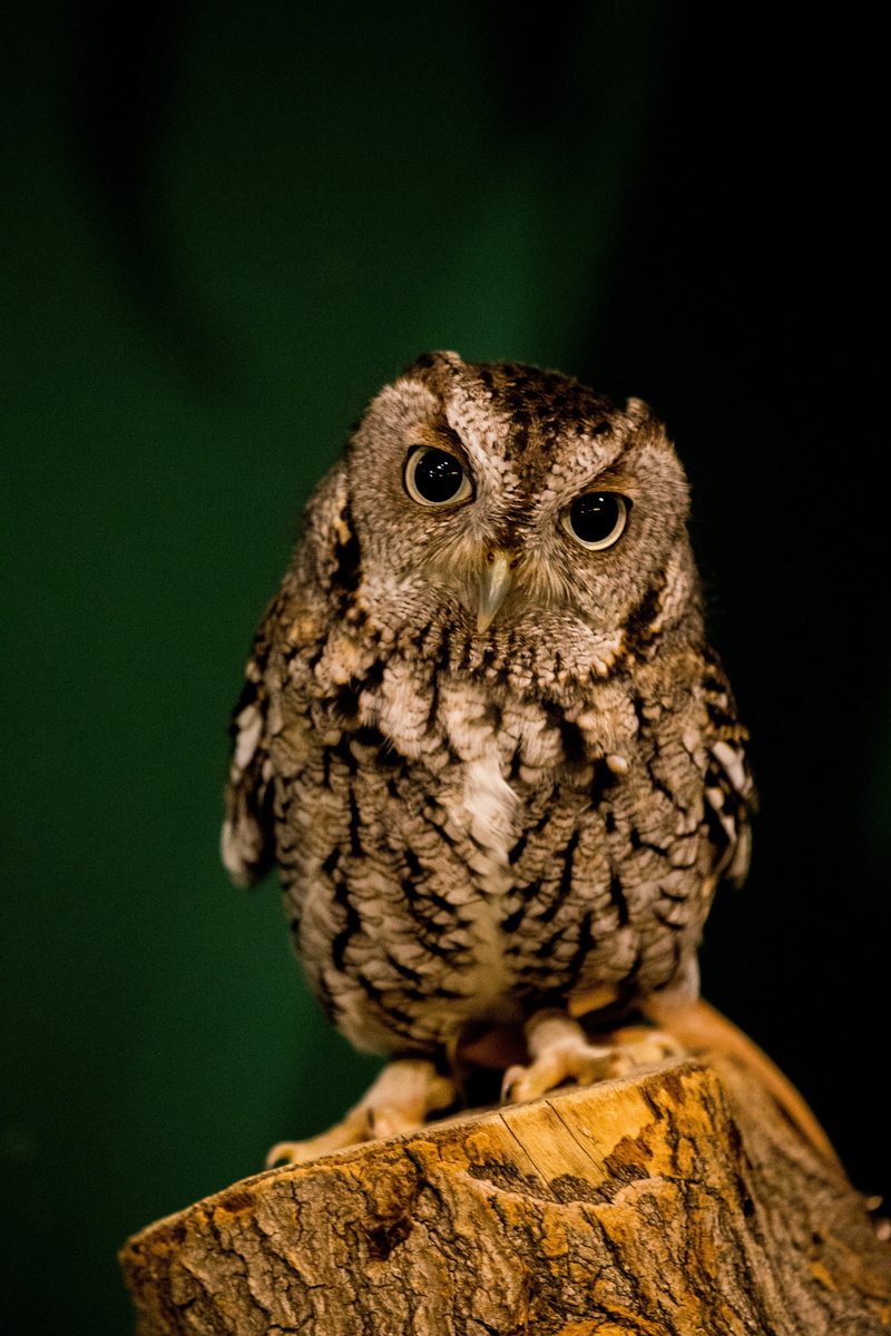 portrait, animals in the wild, dark, close-up, vertebrate, 5K, animal eye, night, gray, no people, animal themes, trunk, bird, front view, animal wildlife