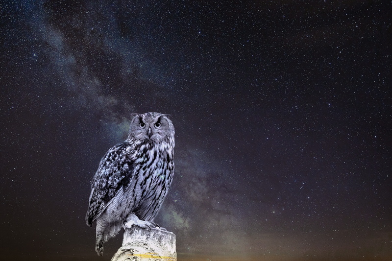 no people, astronomy, bird, galaxy, star - space, nature, animals in the wild, star, 5K, nighttime, star field, one animal, photo montage, vertebrate
