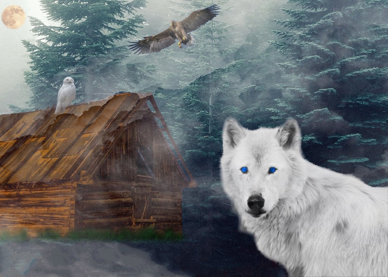 animal themes, snowy owl, wood, one animal, night active, nature, animal wildlife, mammal, shack, water, outdoors, animal recording, day, owl, wolf, pets