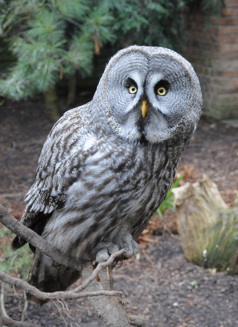 looking, eyes, branch, animal, animal themes, kautz, gray, animal eye, one animal, day, animals in the wild, bird, night active, feather, forests, 2K